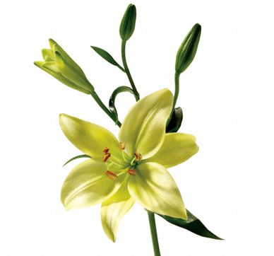 Yellow lily