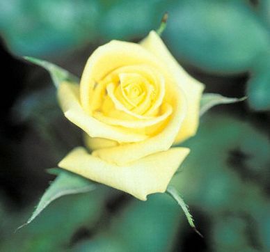 Yellow Rose