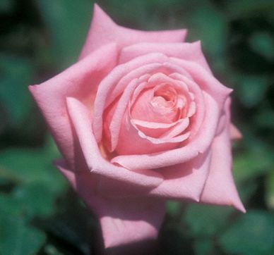 Pink rose