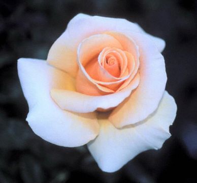 Pale pink rose
