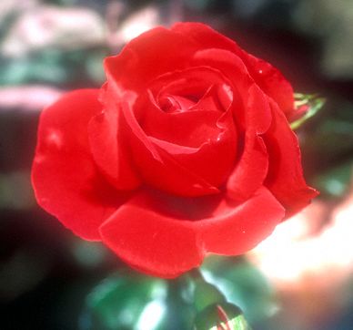 Red rose