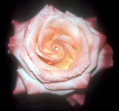 Pale pink rose