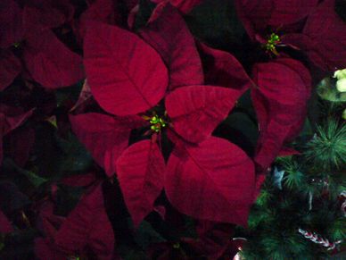 Red poinsettia plant