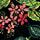 Botanica