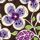 Plum Petals