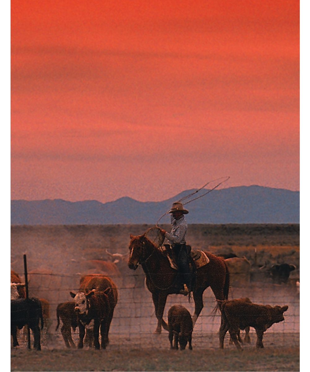 Cowboy Insert Paper, 8.5X11