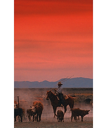 Cowboy Insert Paper, 8.5X14