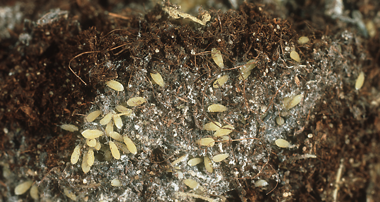 Root aphid infestation Root aphids in garden