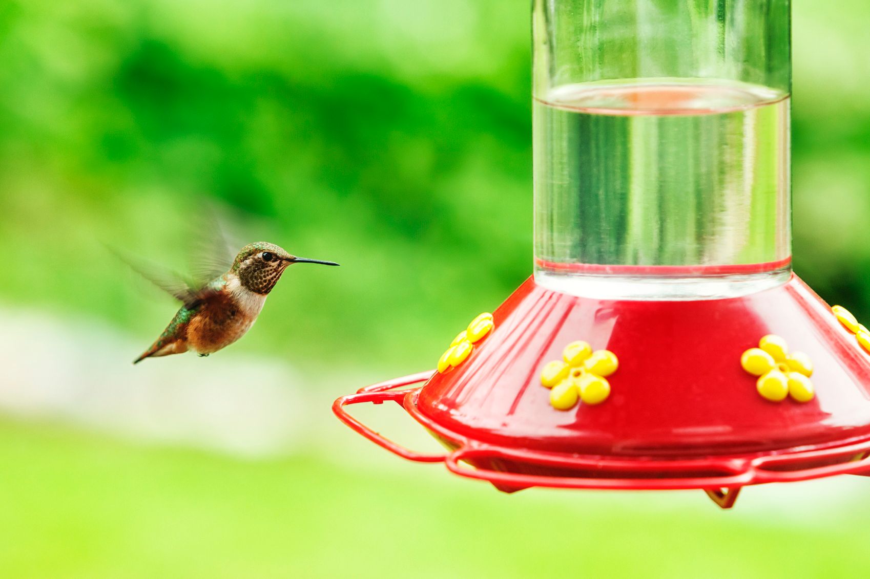 3 Tips for Placing Your Hummingbird Feeder