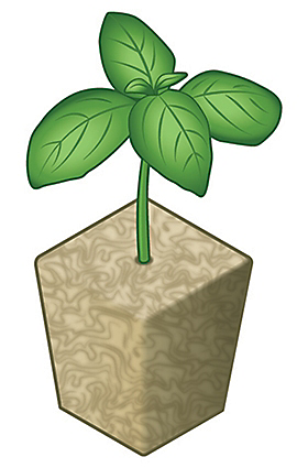 Seedling, hydroponic garden Seedling