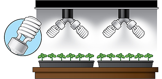 CFL Lights for Use in Hydroponic Gardening CFL Lights for Hydroponic Gardening
