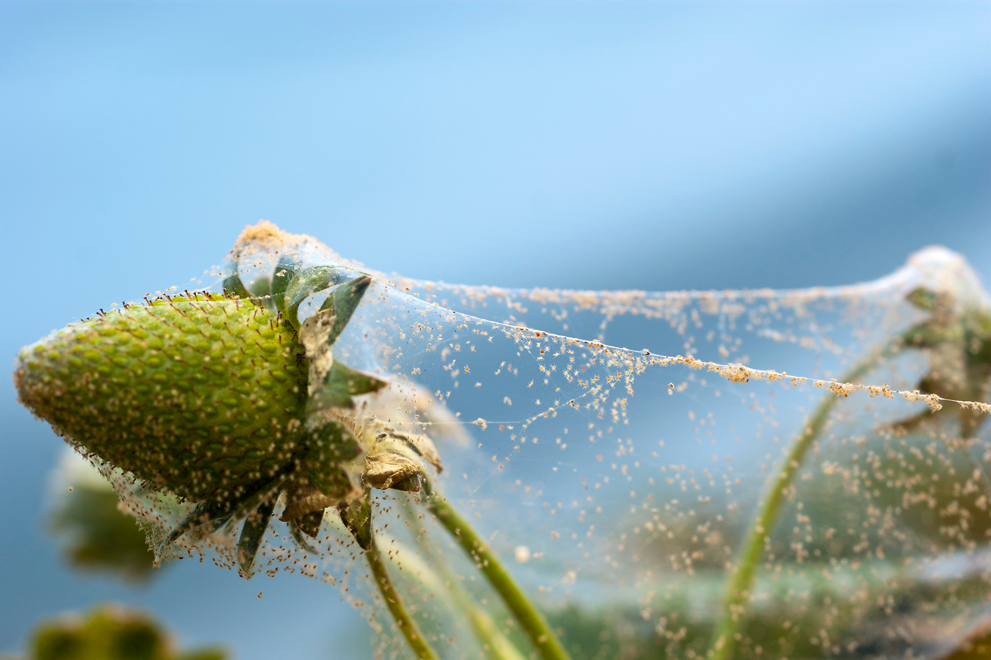 Spider mite infestation Spider mite web on plant