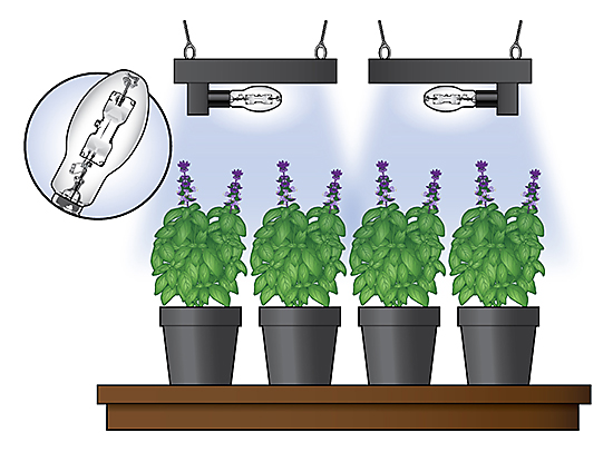 HID Lights for Use in Hydroponic Gardening HID Lights for Gardening
