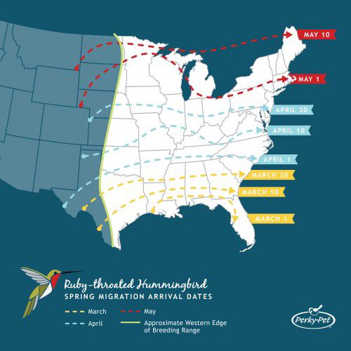 RubyThroated Hummingbird Migration