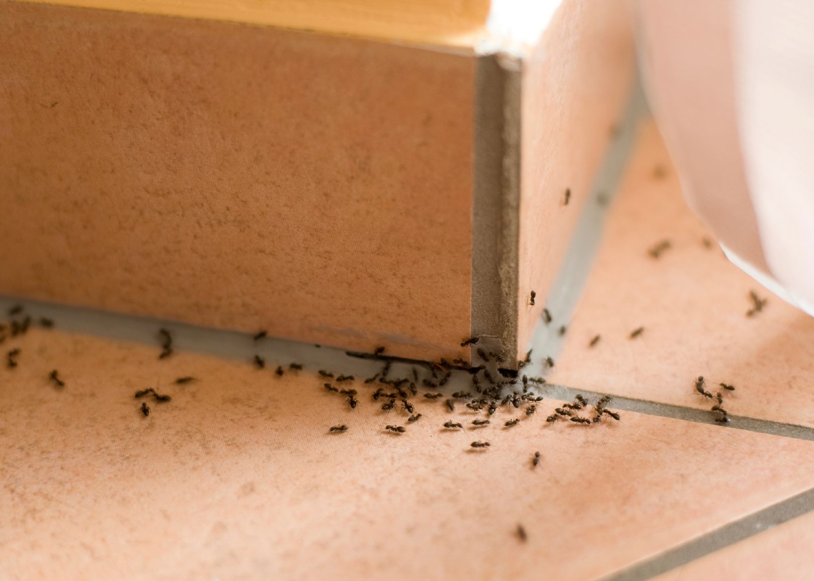 Rain, Rain Brings Ants Your Way