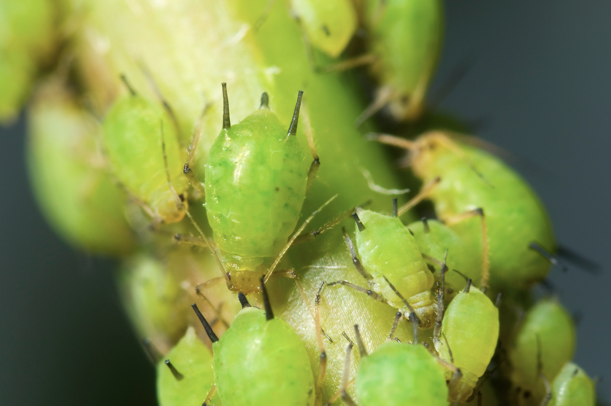 Aphid infestation on Aphids on stem