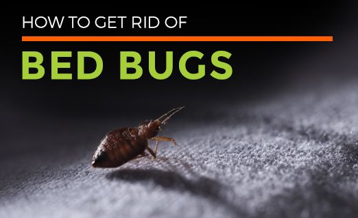 Bed Bug Control Facts All About Bed Bugs Habitat