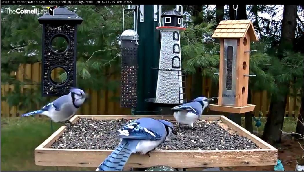 Check Out the PerkyPet® Ontario Feeder Cam