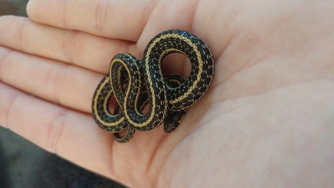 How To Get Rid Of Garter Snakes