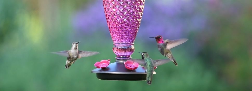 all about hummingbirds