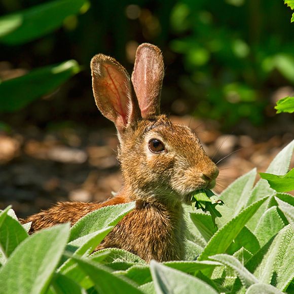 How To Trap Rabbits Rabbit Trapping Havahart