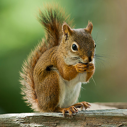 Image result for squirrels