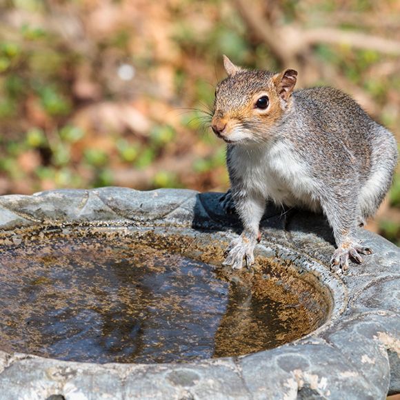 squirrel trap