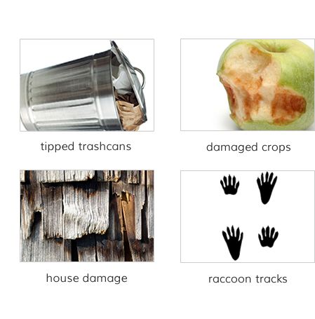 Facts about Raccoons | Raccoon Facts | Havahart®