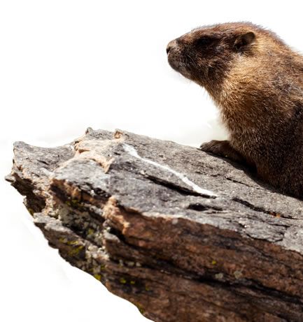 How to Repel Groundhogs | Groundhog Repellent | Havahart®