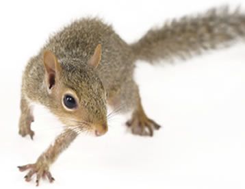How to Get Rid of Squirrels | Squirrel