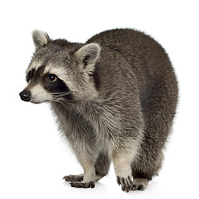 raccoon 3
