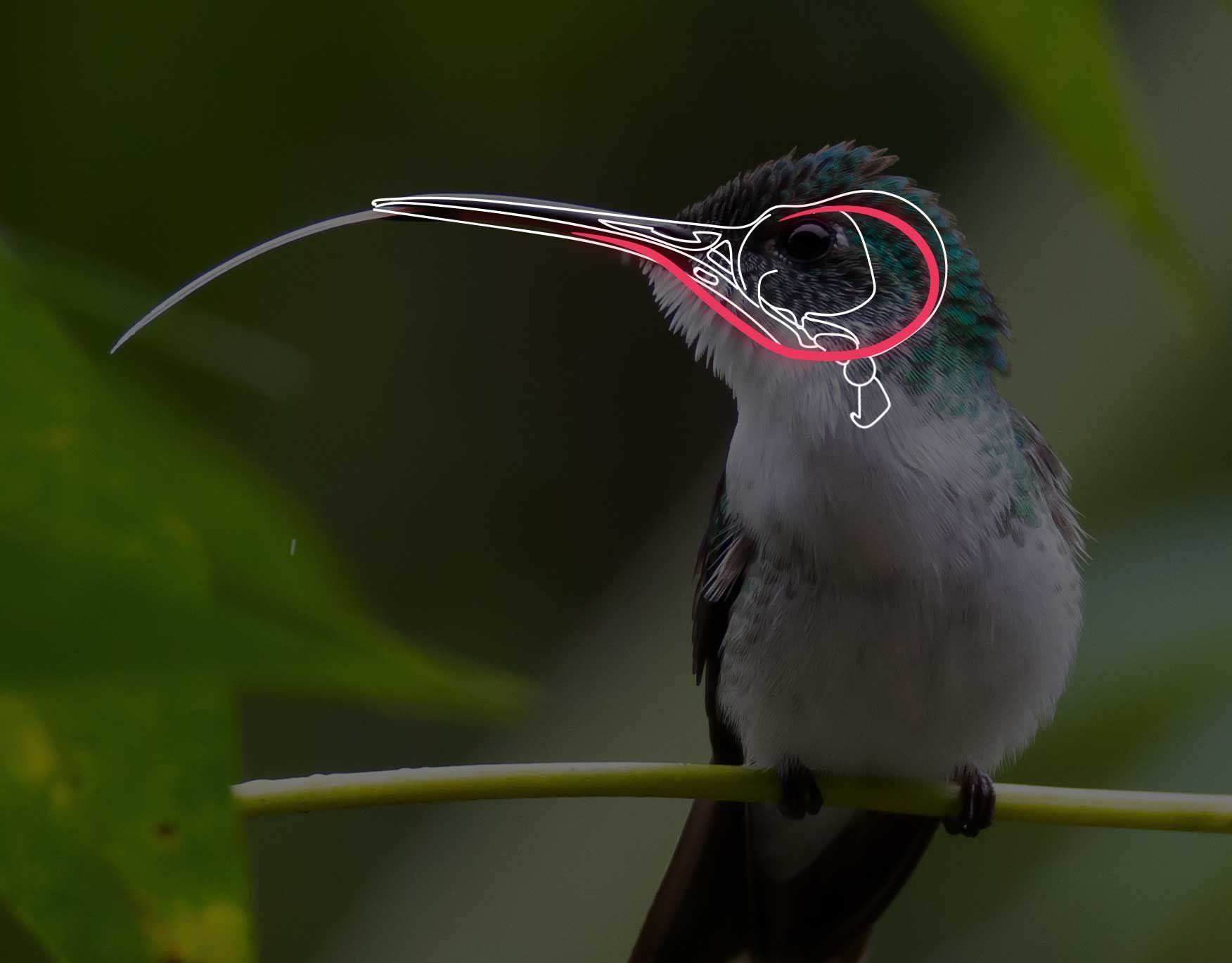 How Do Hummingbirds Eat?