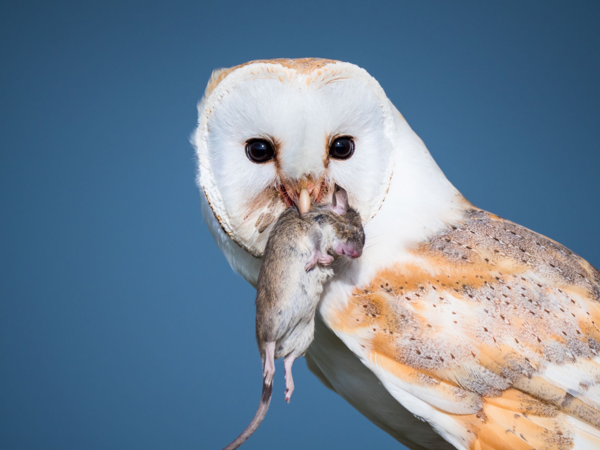 Attracting Owls To Reduce Rodent Populations