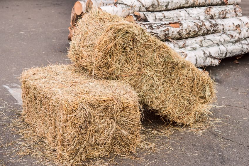 Beginner's Guide to Straw Bale Gardening