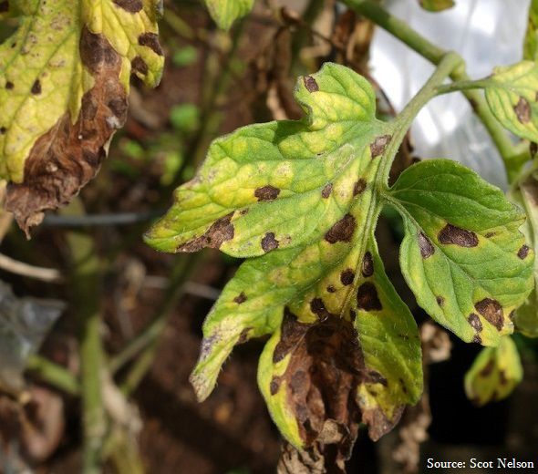 20 Common Tomato Plant Problems and How to Fix Them