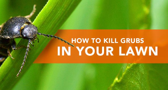 How To Treat Grubs In My Lawn - natural way to kill grubs in your lawn