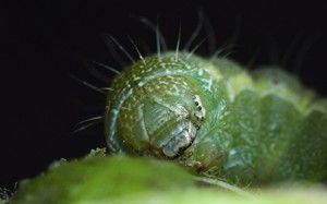 How To Tell Good Caterpillars From Bad Caterpillars