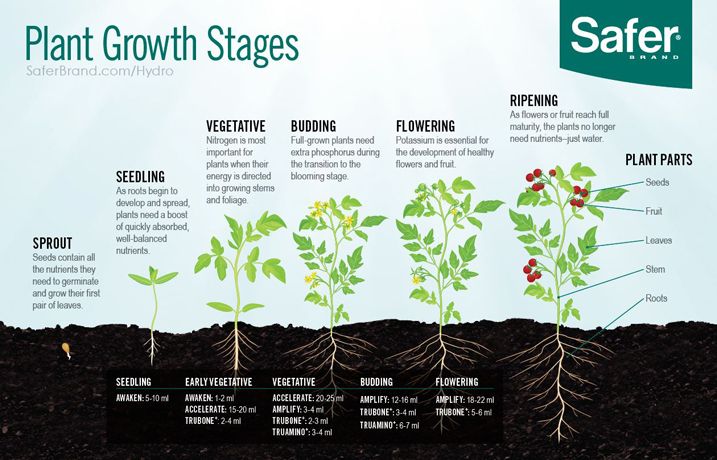 safer-brand-grow-schedules