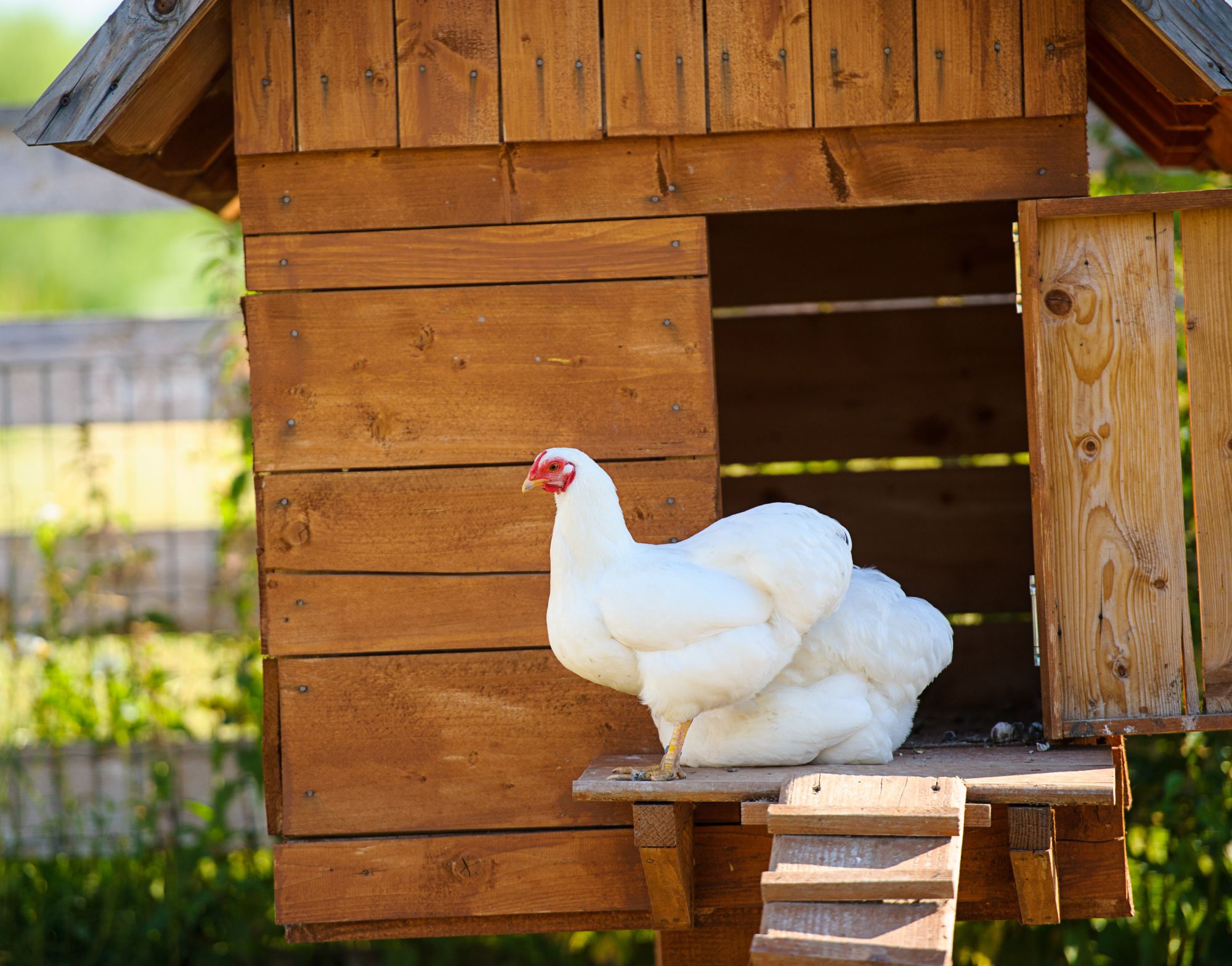 How to Repel Minks Mink Repellent Havahart® US