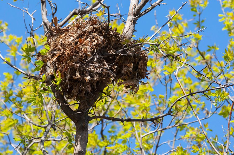 All about Squirrel Nests
