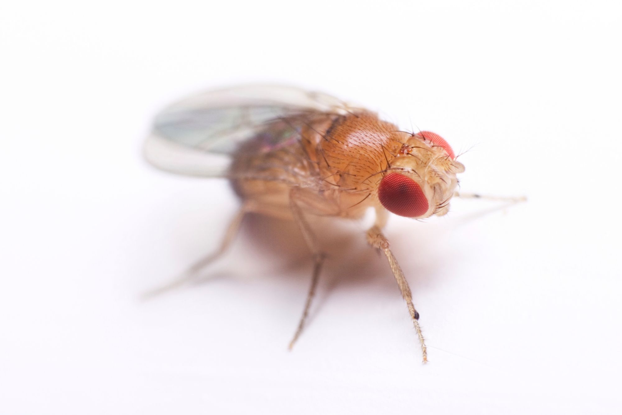 Types of Fruit Flies Fruit Fly Species TERRO®