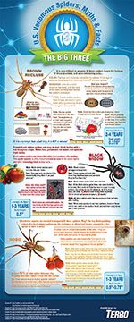 BrilliANT Facts About Ants Infographic