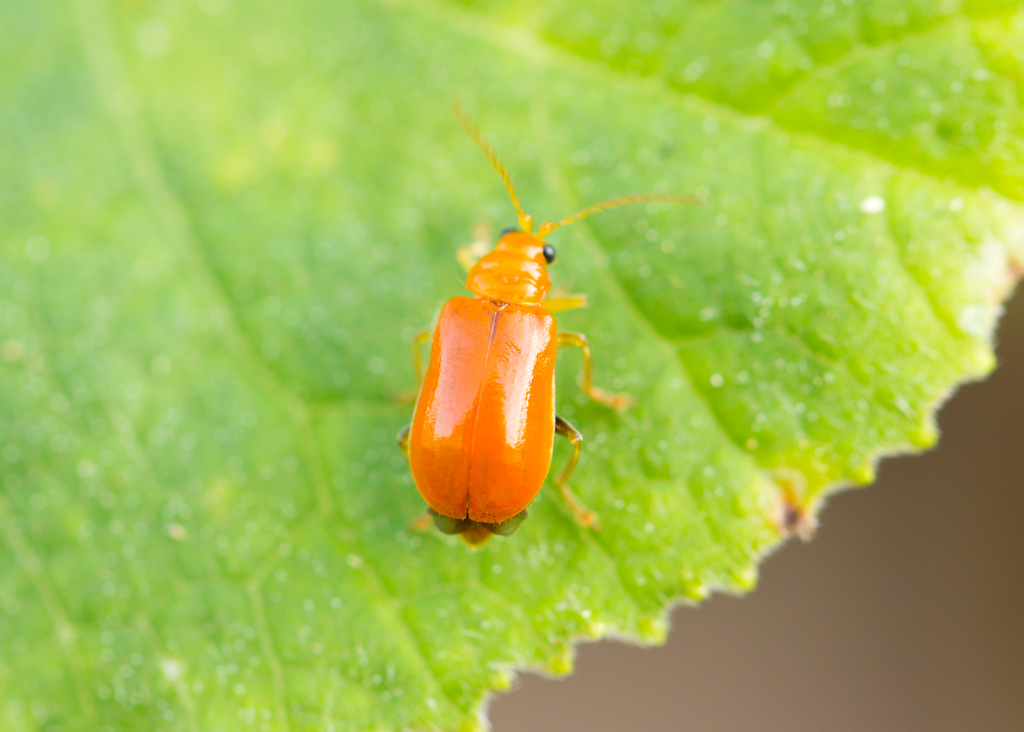Thrip in garden Thrip on leaf
