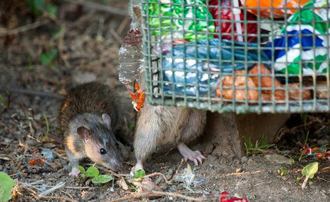 15 Rat-Trapping Tips