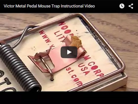 Victor® Metal Pedal Mouse Trap - 360 Traps, BM040-360
