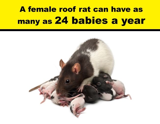 How to Identify and Eliminate Roof Rats