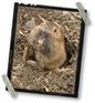 Learn About Gophers and Gopher Traps