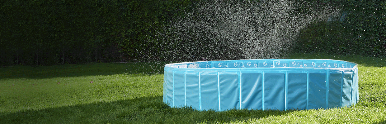 Dog jumping into a blue backyard pool with water splashing & a 10X points callout
