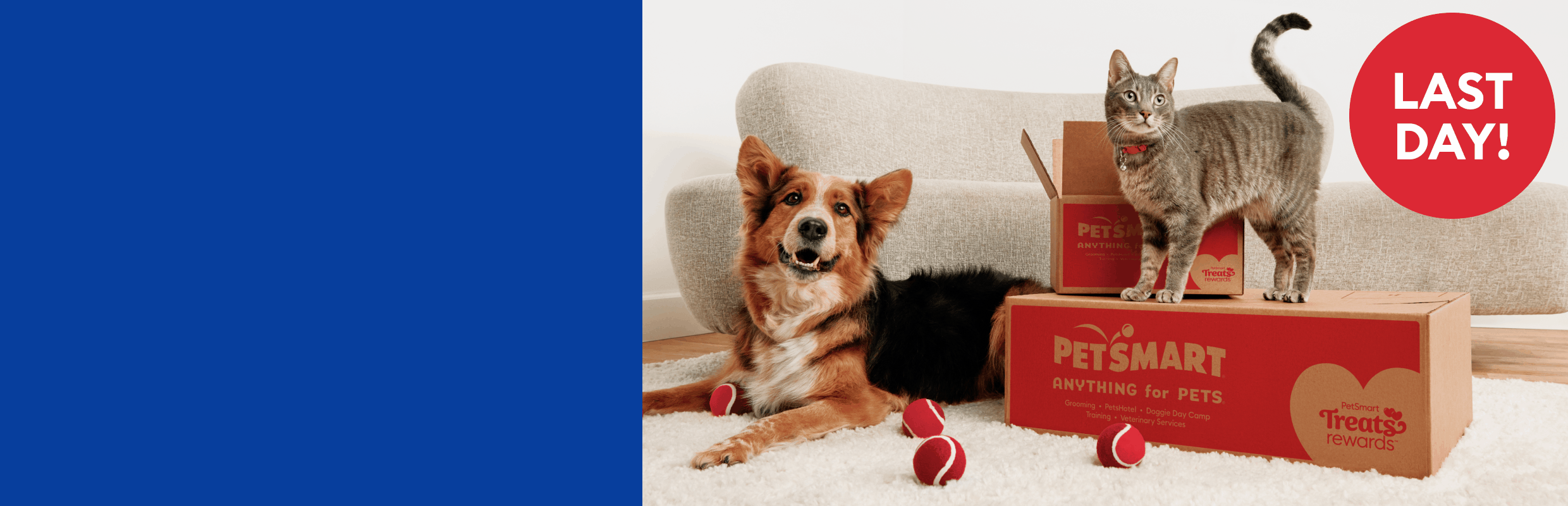 Dog lying with red balls next to a cat on boxes & a badge that reads, last day, 1st Order 40% Off,  2nd Order 20% Off, 3rd Order 10% Off
