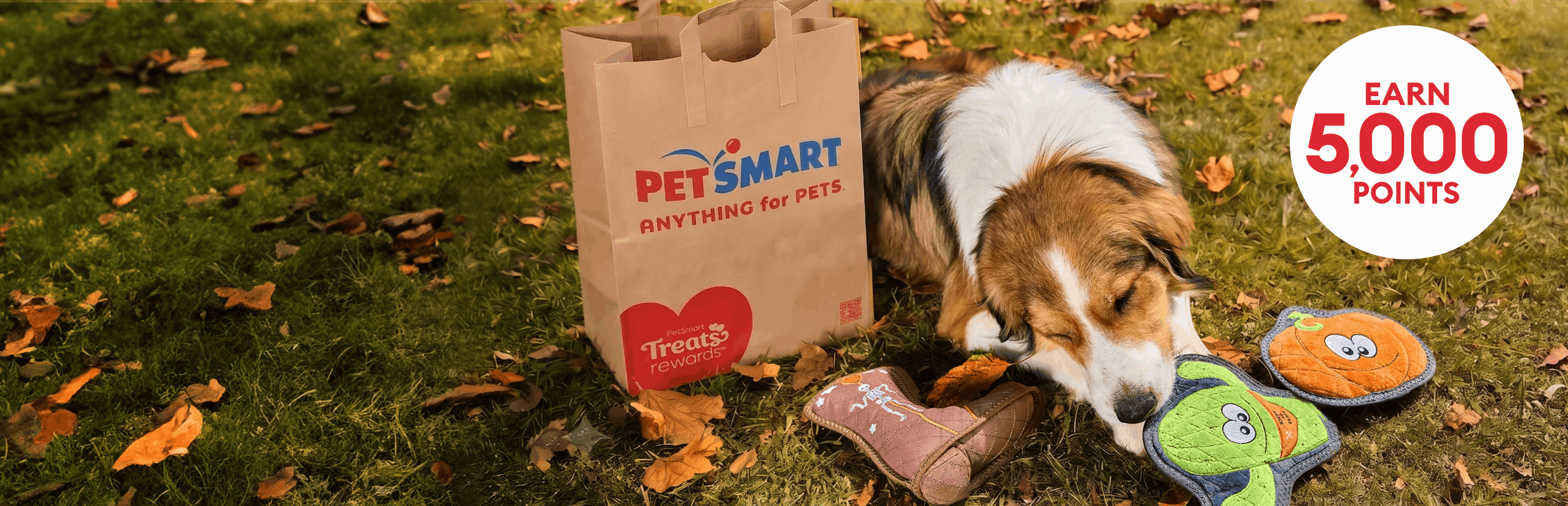Dog playing with toys outside, lying next to a PetSmart shopping bag & a callout that reads, earn 5,000 points, fast & free delivery